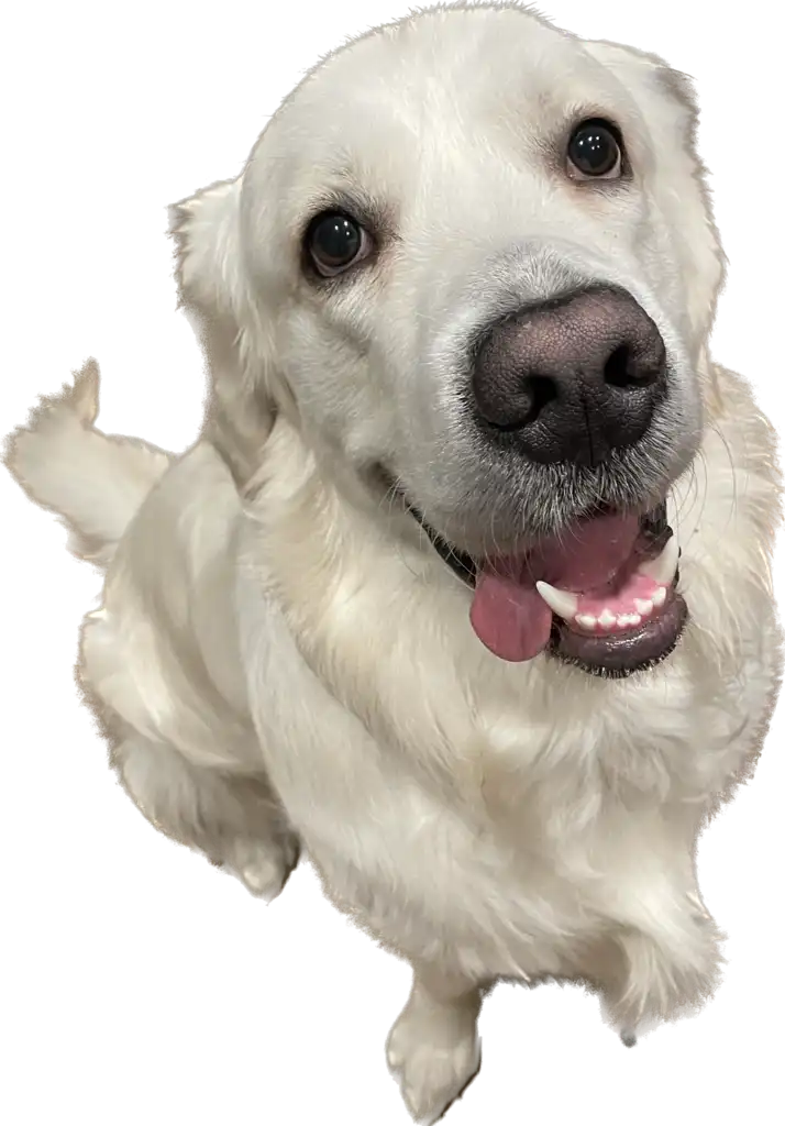 Archie, the HostMaxa Golden Retriever mascot, the friendly face behind Ireland's local web hosting team.